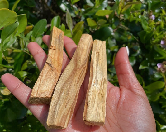 Why Your Palo Santo Stick is More Than Just Wood