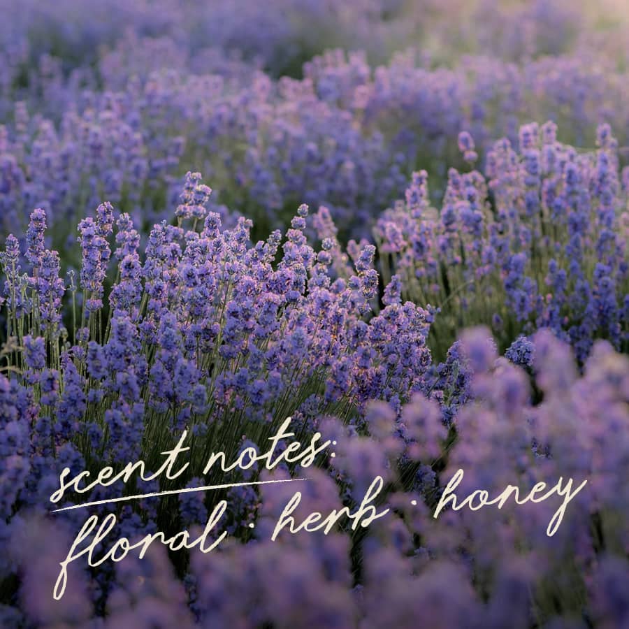 Incienso de Lavanda – Soñador
