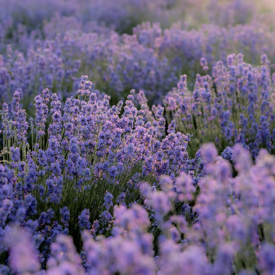 Lavender Incense Cones