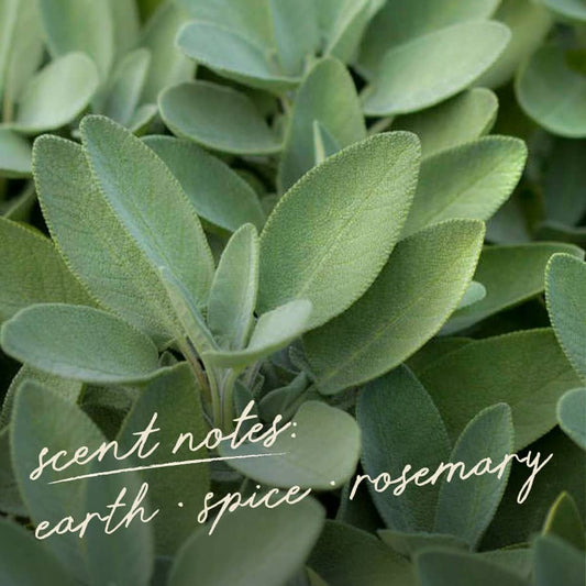 White Sage Smudge Sticks